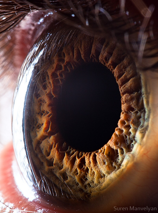Illustration for article titled I Can't Stop Looking at These Macros of "Your Beautiful Eyes"